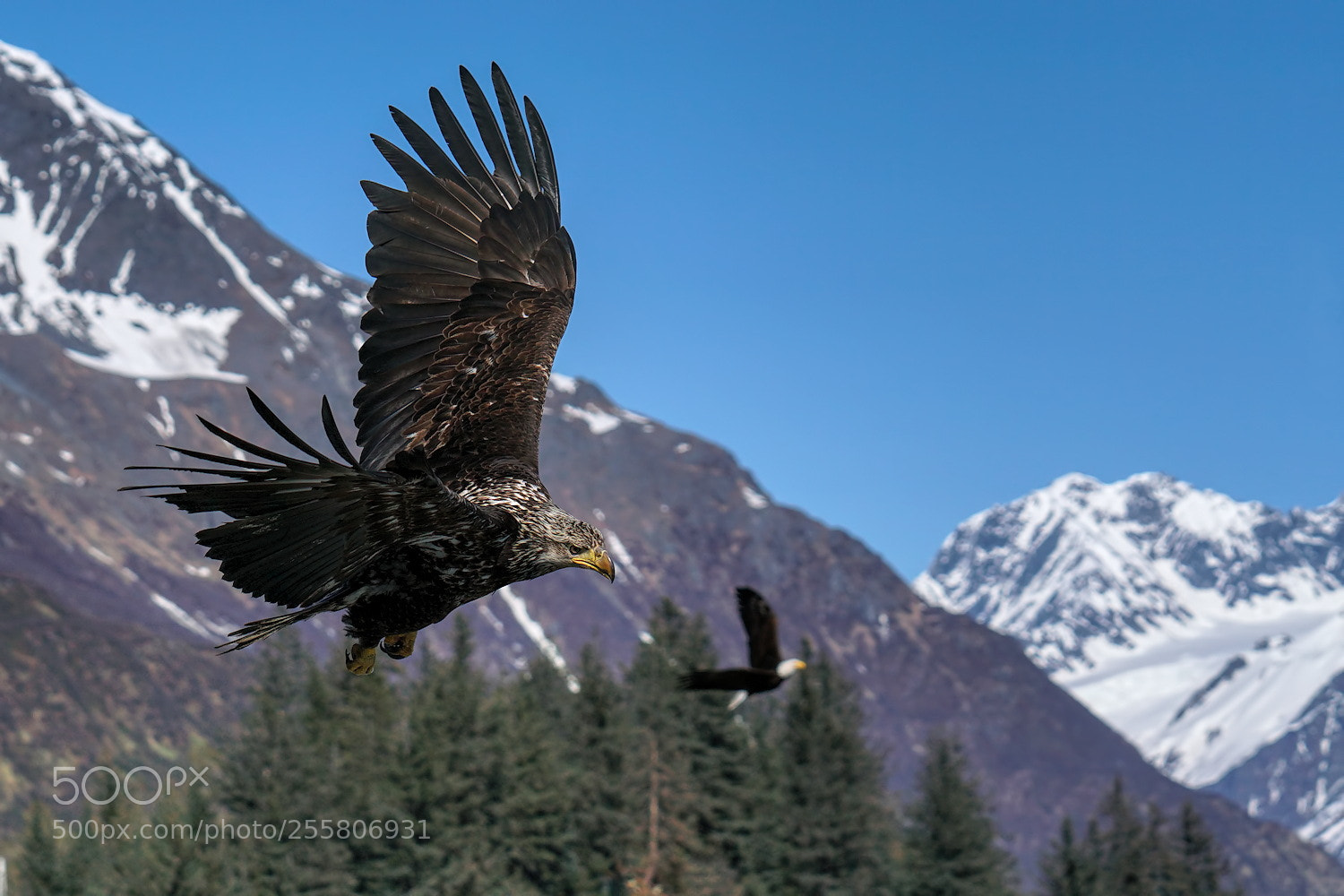 Sony a6500 sample photo. Banking bald eagle photography