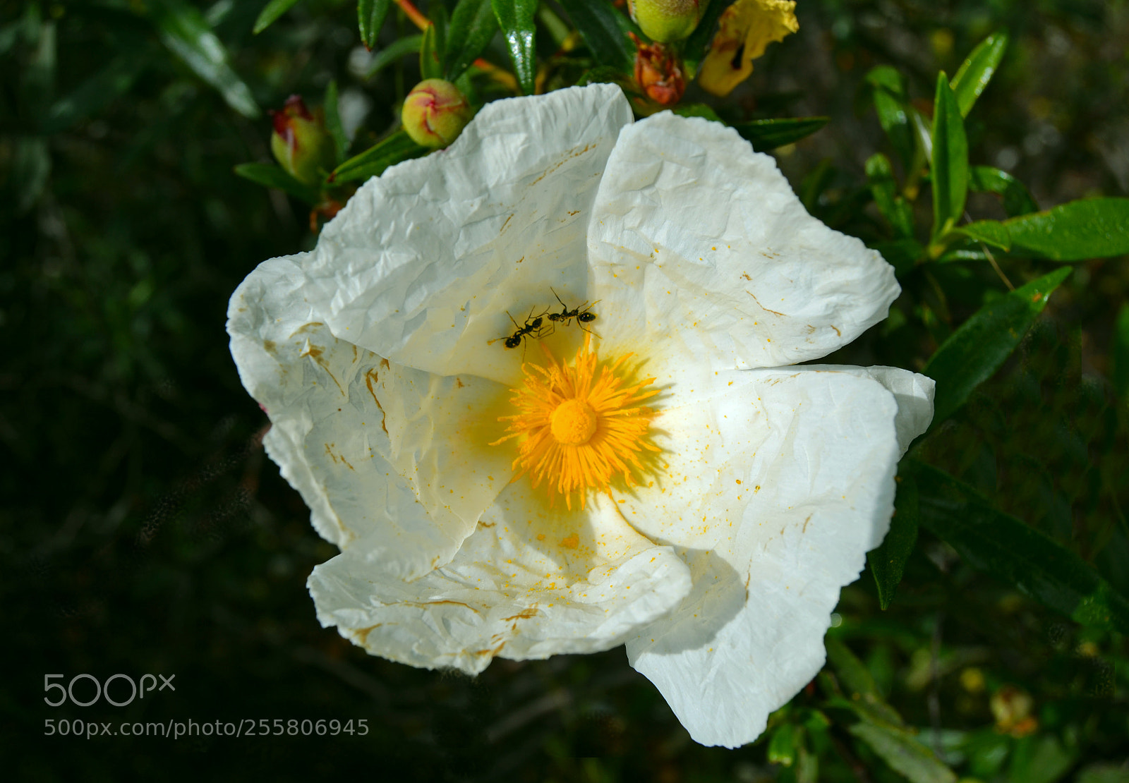 Nikon D3100 sample photo. Flor de jara pringosa photography