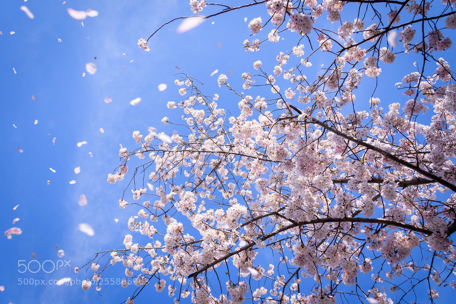 Nikon D500 sample photo. Cherry blossom petals photography