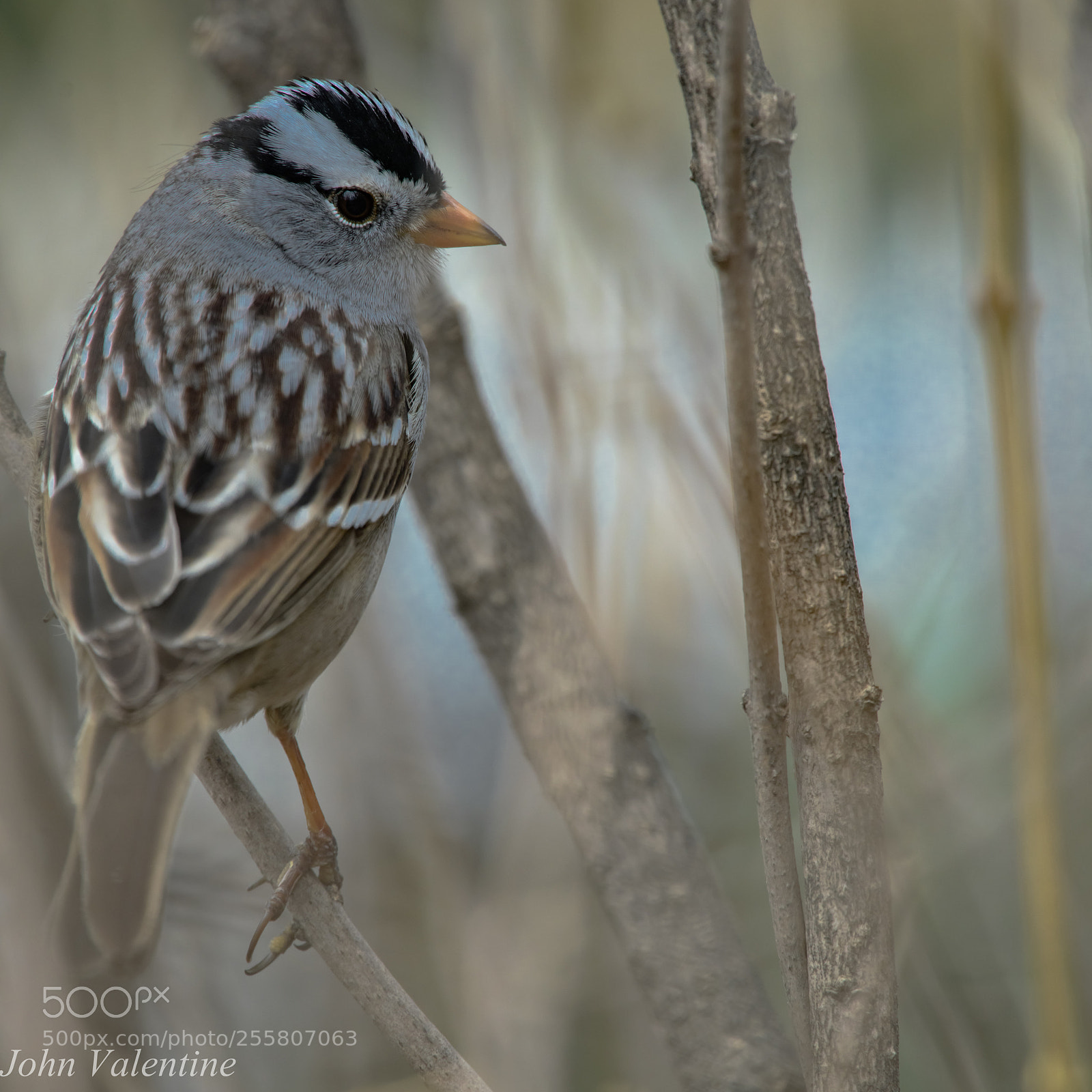Nikon D850 sample photo. White crown sparrow photography