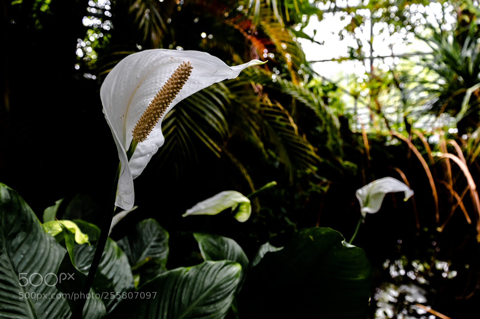 Canon EOS 80D sample photo. White flower at mangrove photography