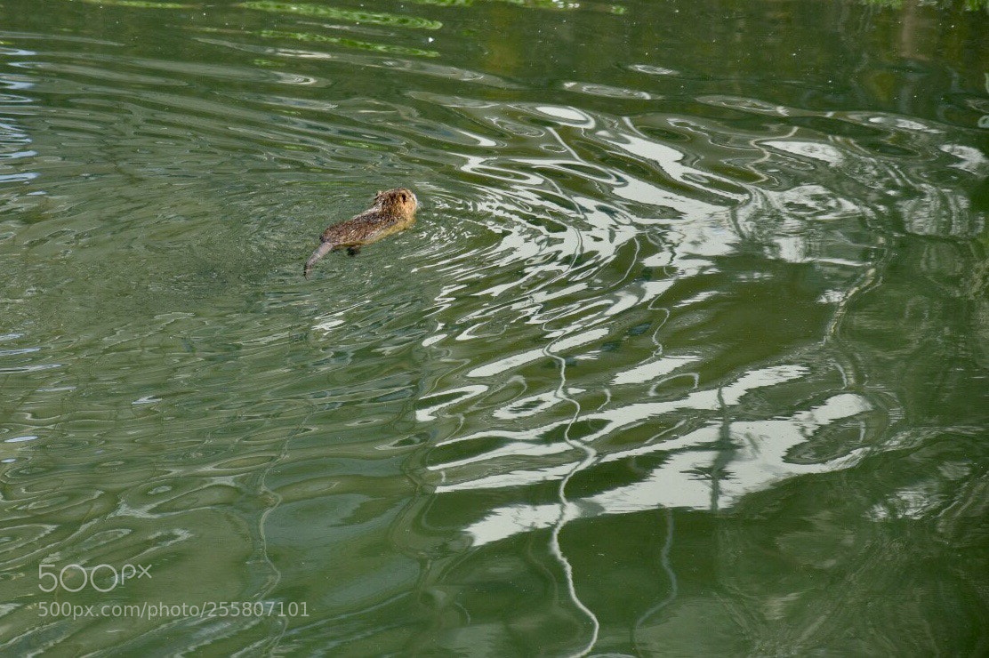 Nikon D7200 sample photo. Lontra  photography