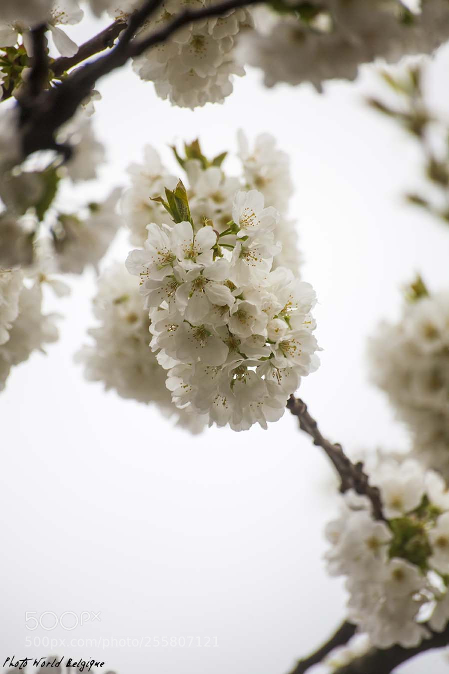 Canon EOS 5D Mark II sample photo. Flower photography