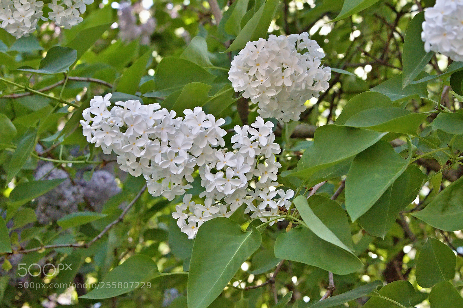 Canon EOS 50D sample photo. Spring flowers_2 photography
