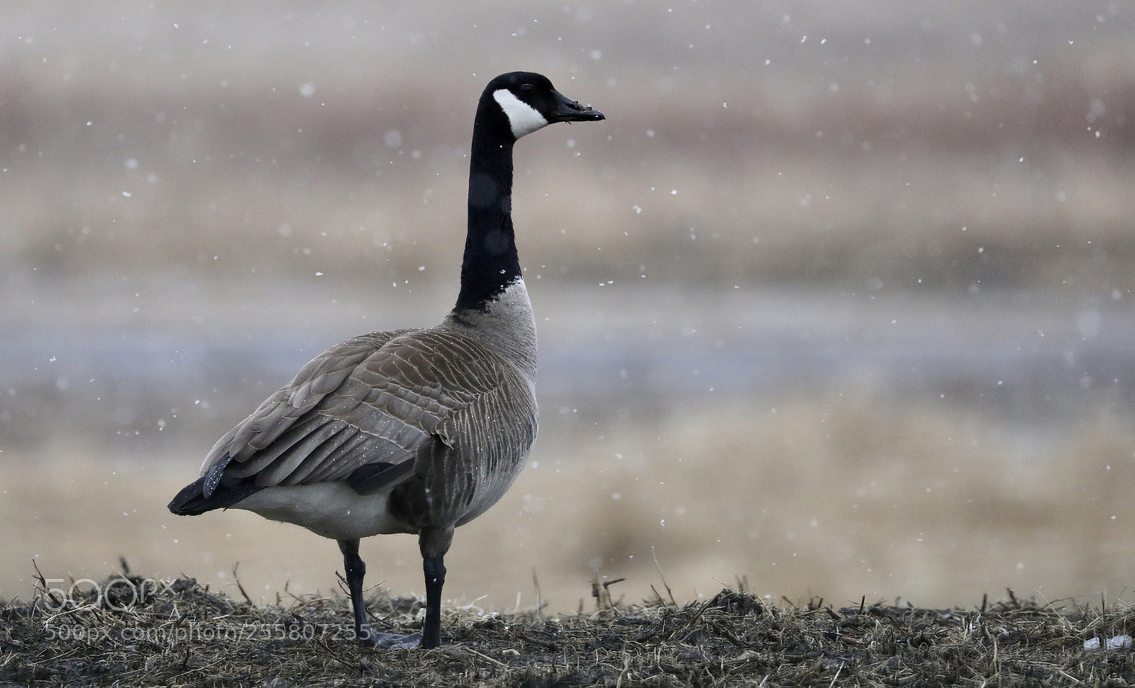 Canon EOS 5D Mark IV sample photo. Time to fly south photography