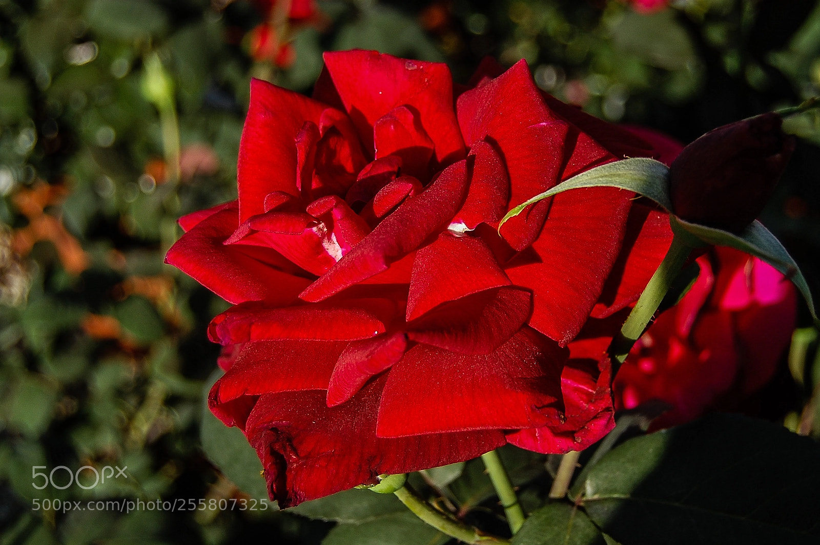 Nikon D40 sample photo. Rose photography