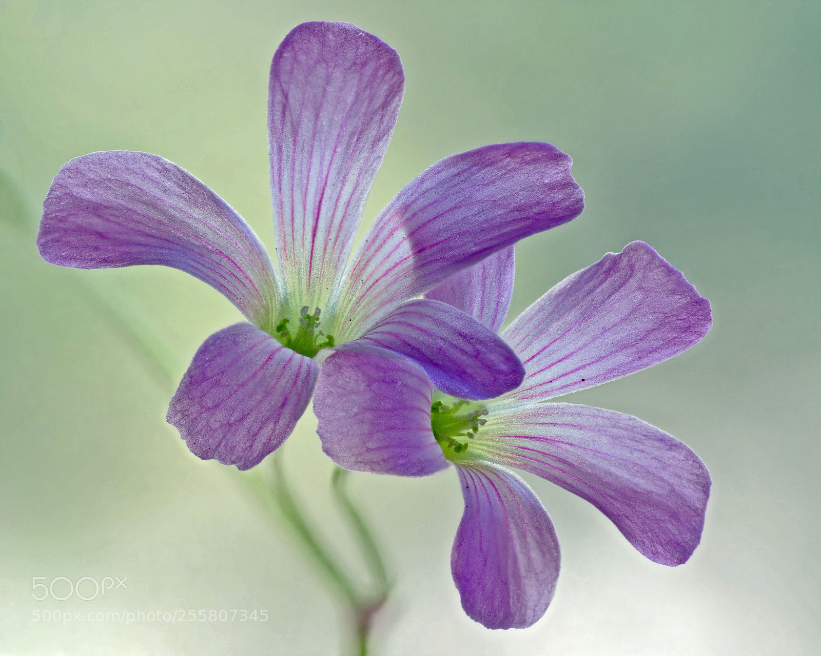 Sony a7R III sample photo. Texas wildflowers photography