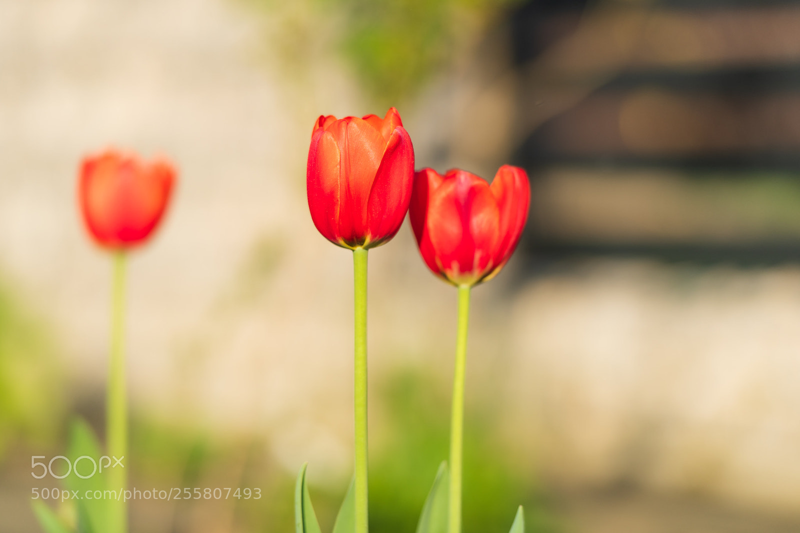 Nikon D850 sample photo. Tulips photography