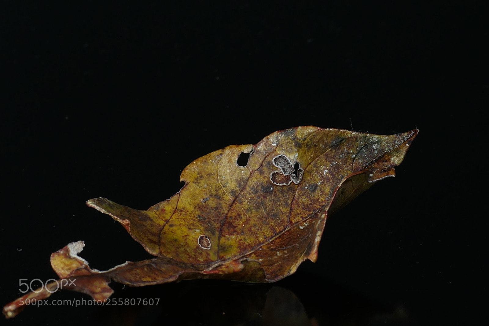 Panasonic Lumix DMC-GX8 sample photo. A leaf photography