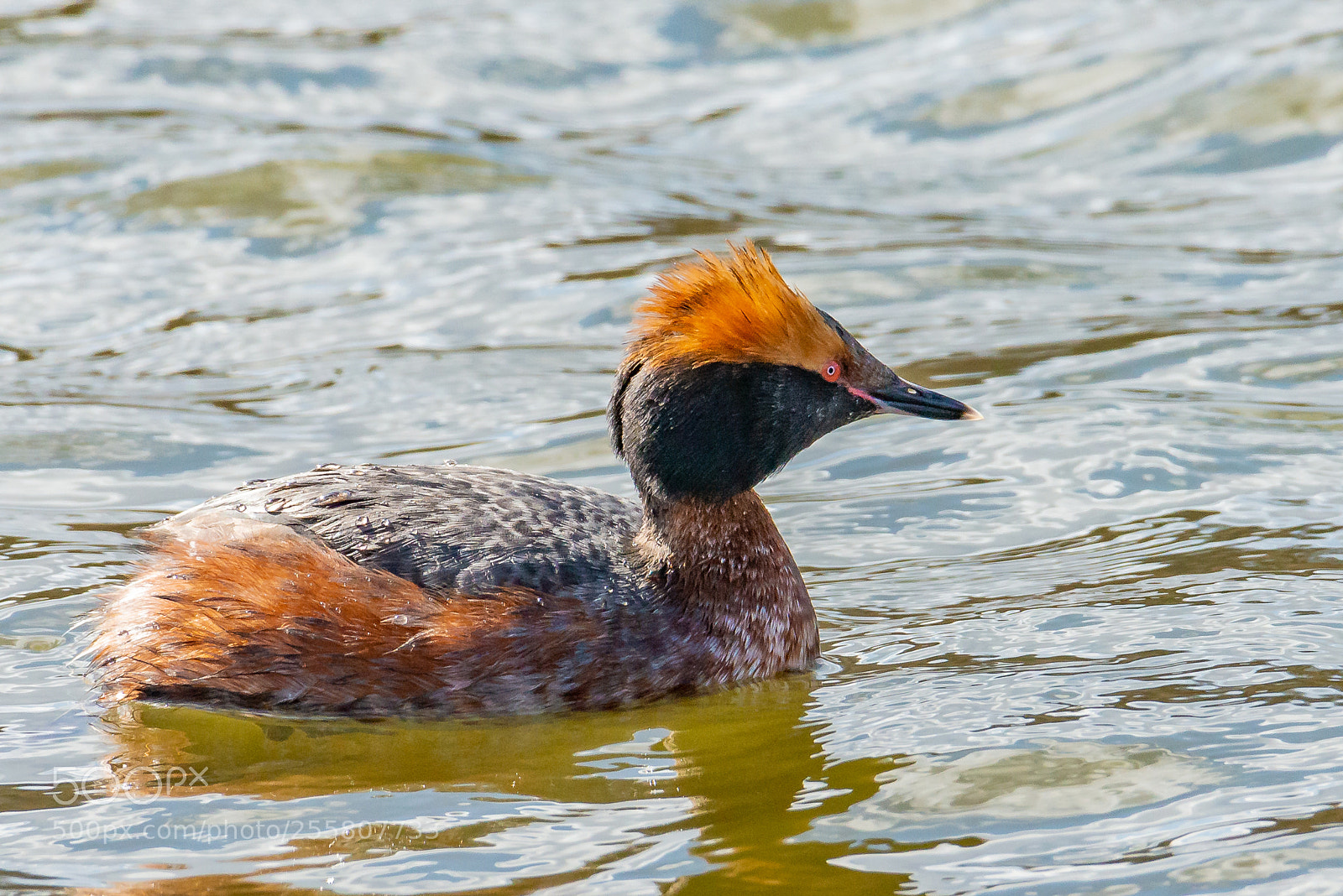 Nikon D600 sample photo. 04082018-31-1.jpg photography