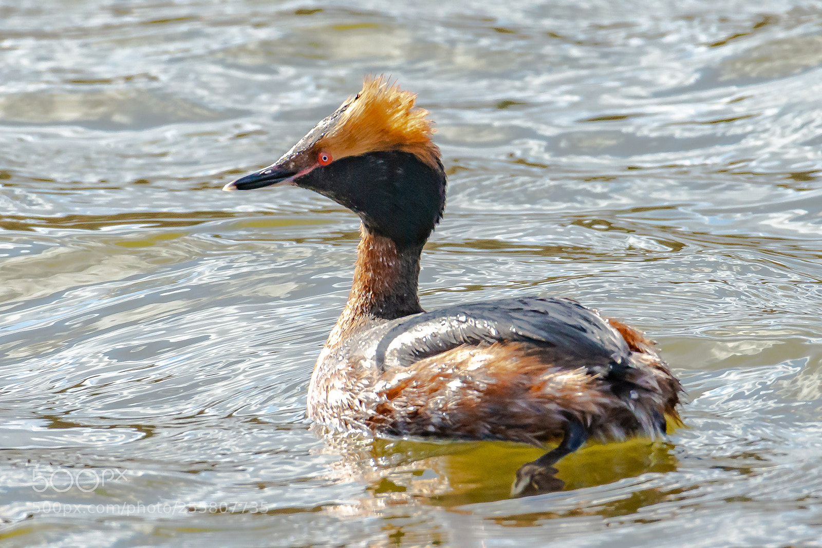 Nikon D600 sample photo. 04082018-42-1.jpg photography