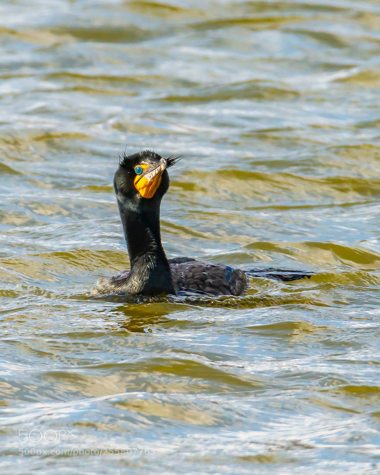 Nikon D600 sample photo. Double crested cormorant photography