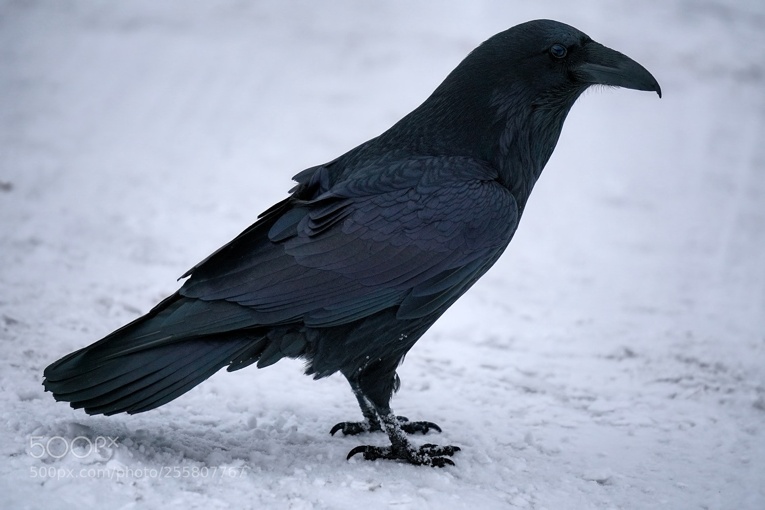 Sony a6500 sample photo. Rainbow raven photography