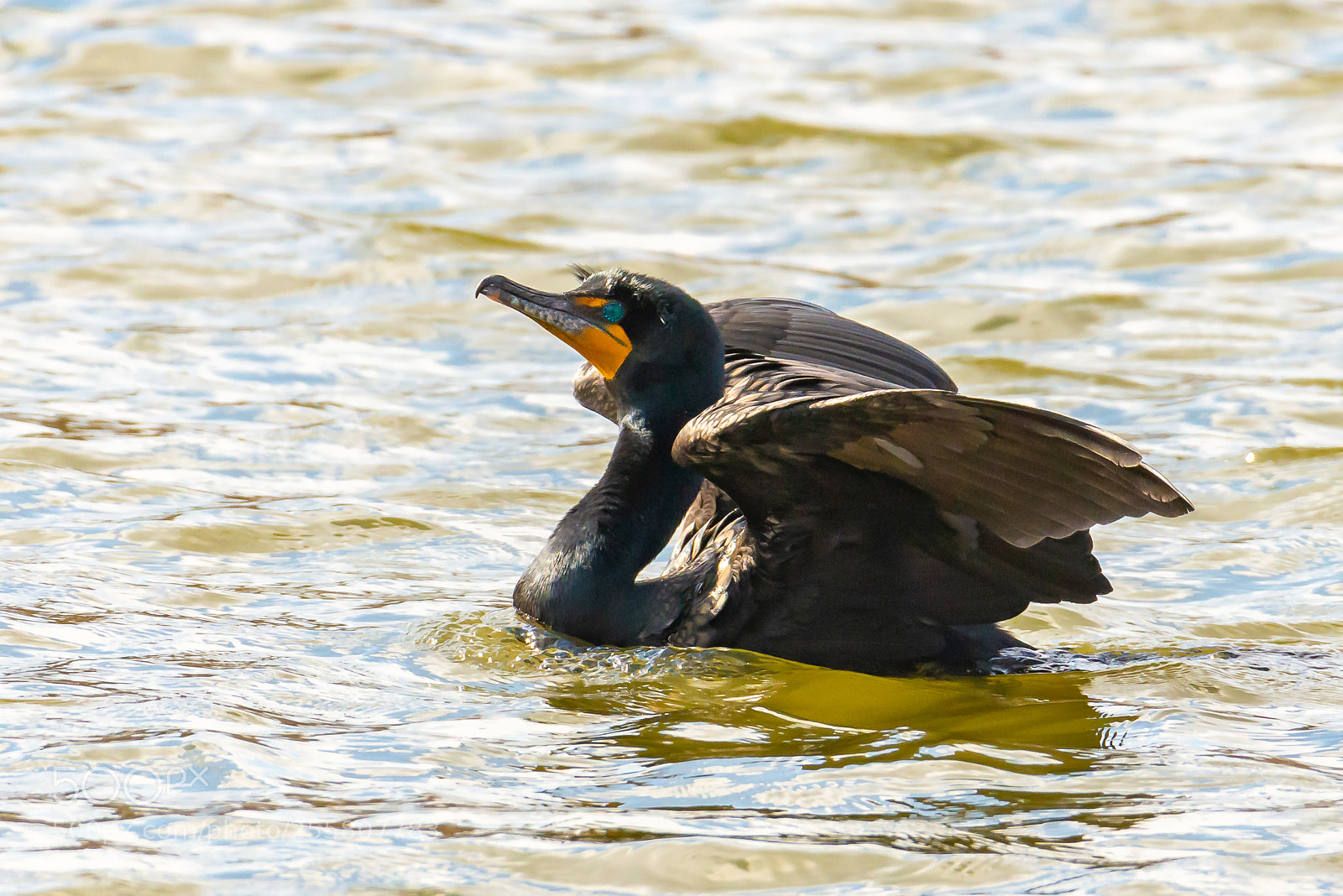 Nikon D600 sample photo. Double crested cormorant photography