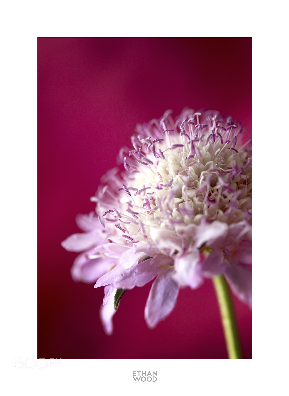 Canon EOS 80D sample photo. Macros photography