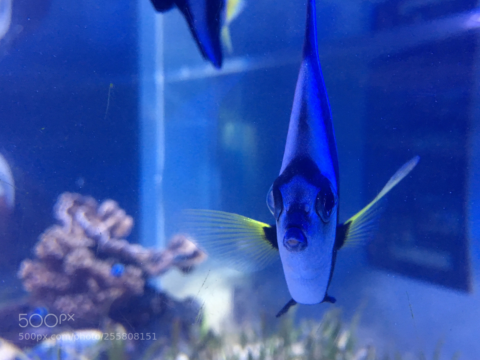 Apple iPhone 6s sample photo. Blue fish photography