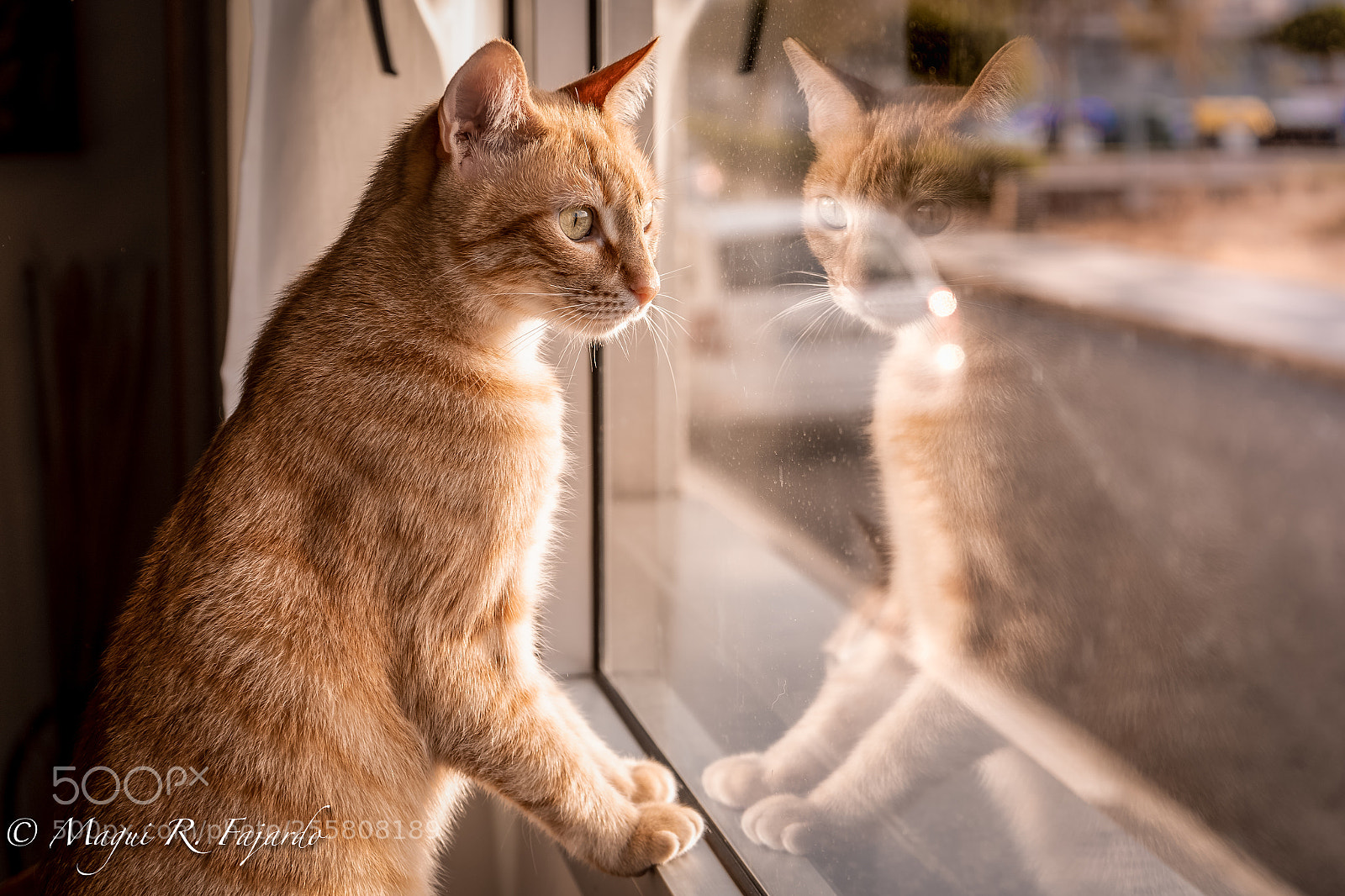 Sony a7 III sample photo. Whishes photography