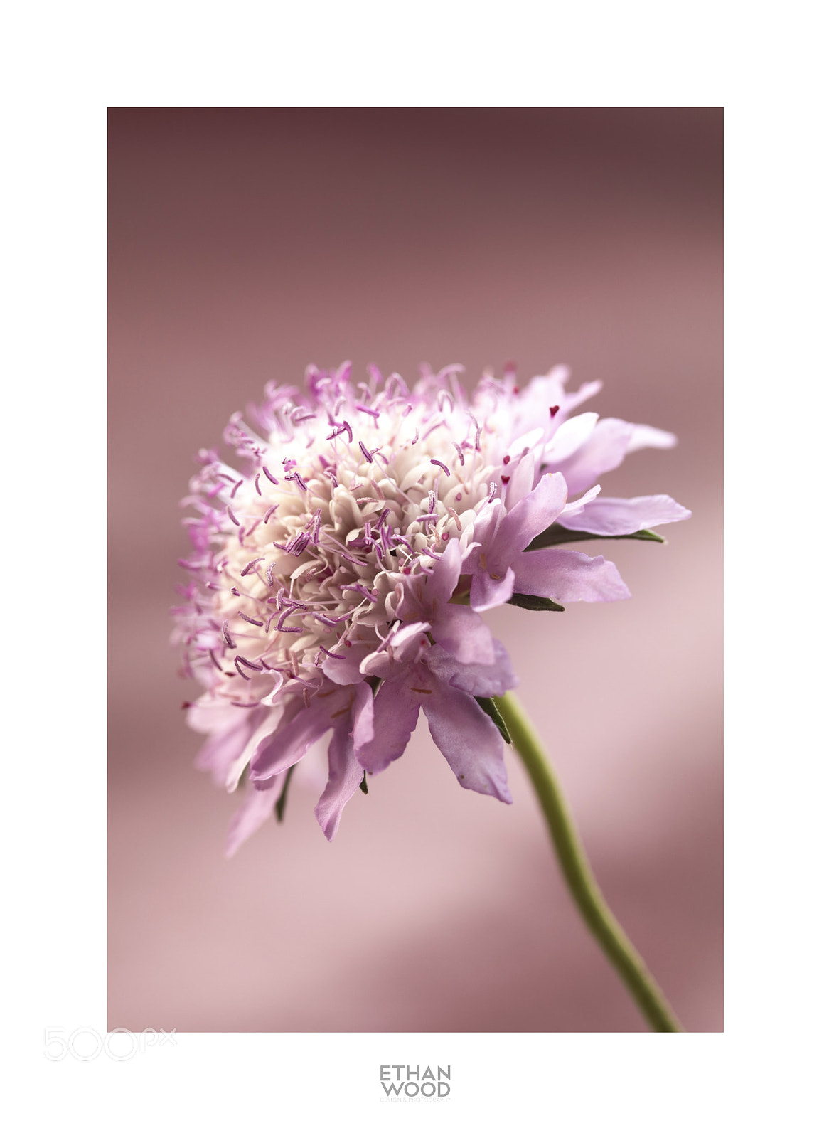 Canon EOS 80D sample photo. Macros photography