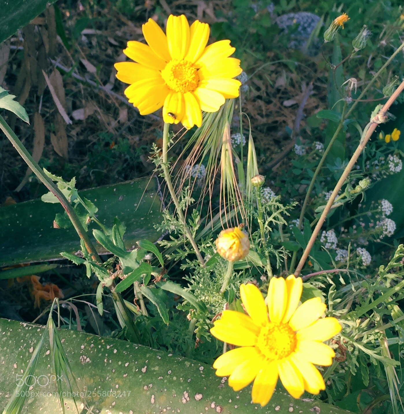 Apple iPhone 6 sample photo. Untitled photography