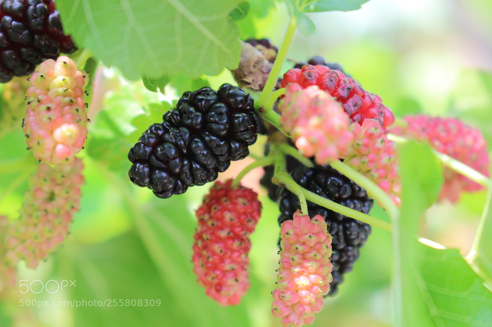 Canon EOS 700D (EOS Rebel T5i / EOS Kiss X7i) sample photo. Mulberry photography