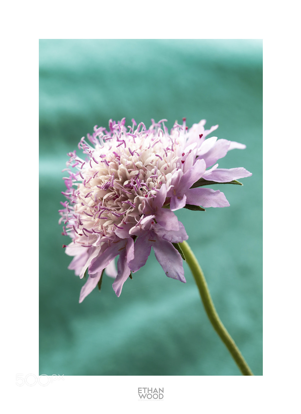 Canon EOS 80D sample photo. Macros photography