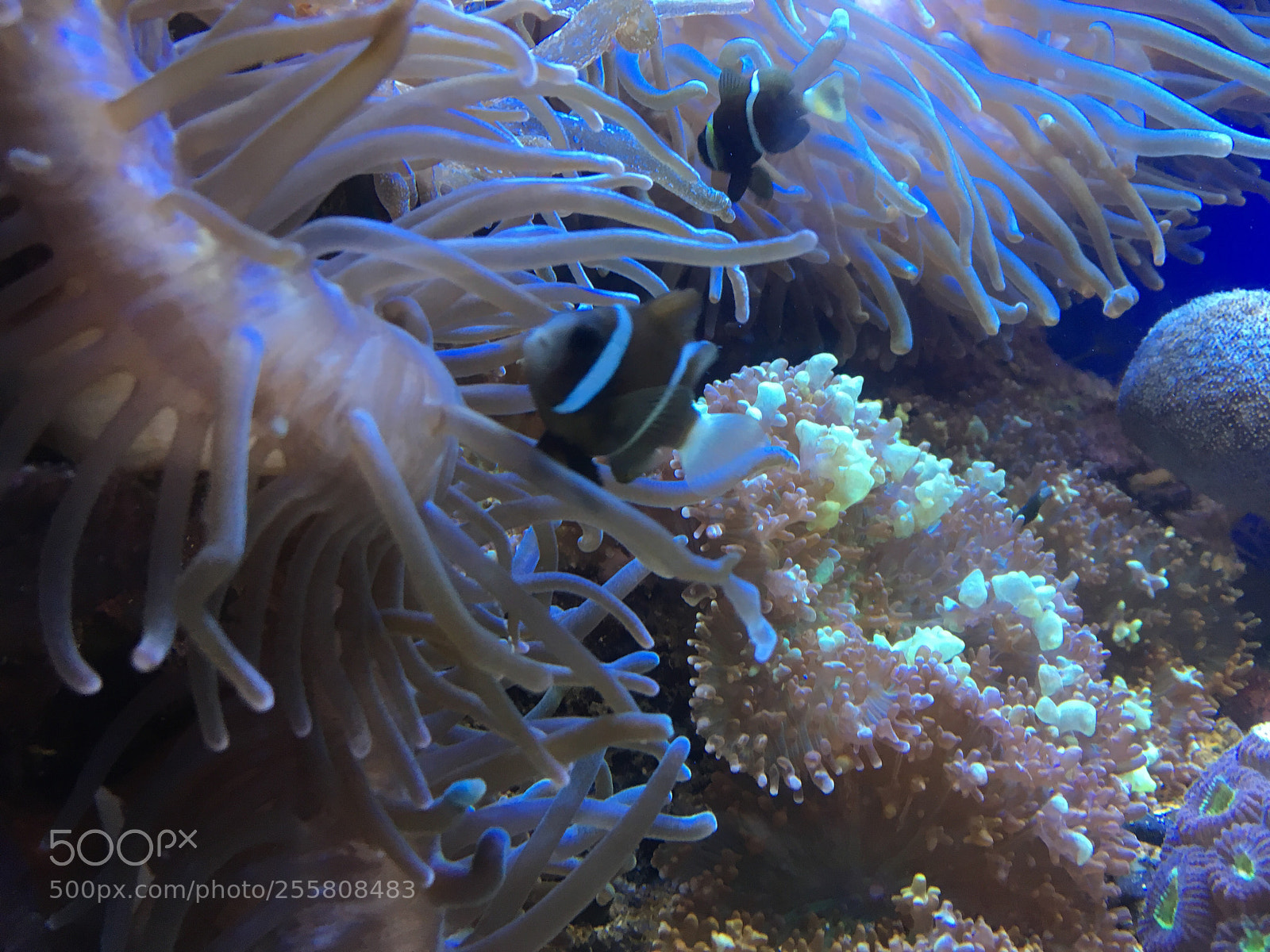 Apple iPhone 6s sample photo. Finding nemo photography