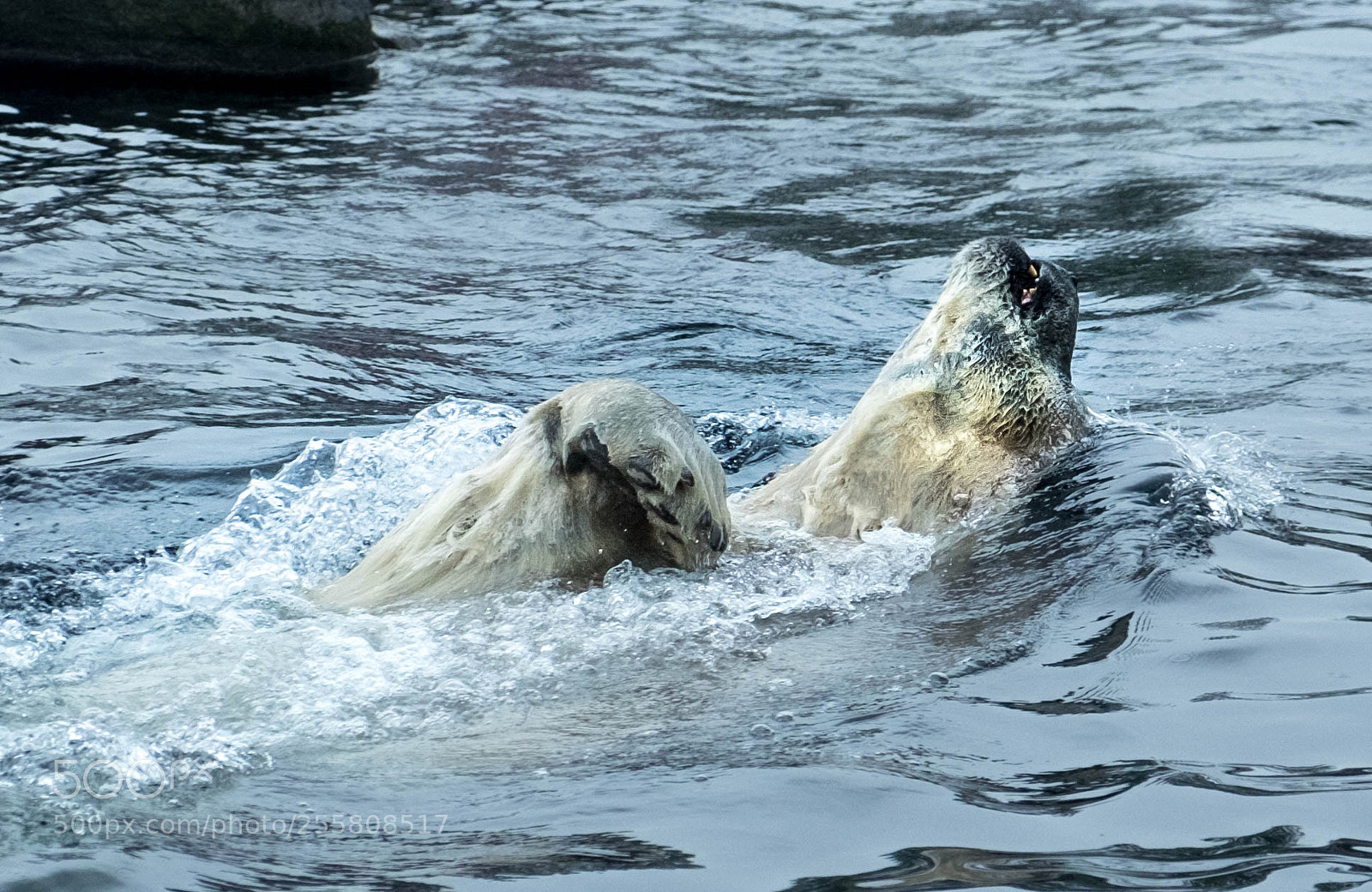 Fujifilm X-T10 sample photo. Polar bear swimming 2017-27-21 photography
