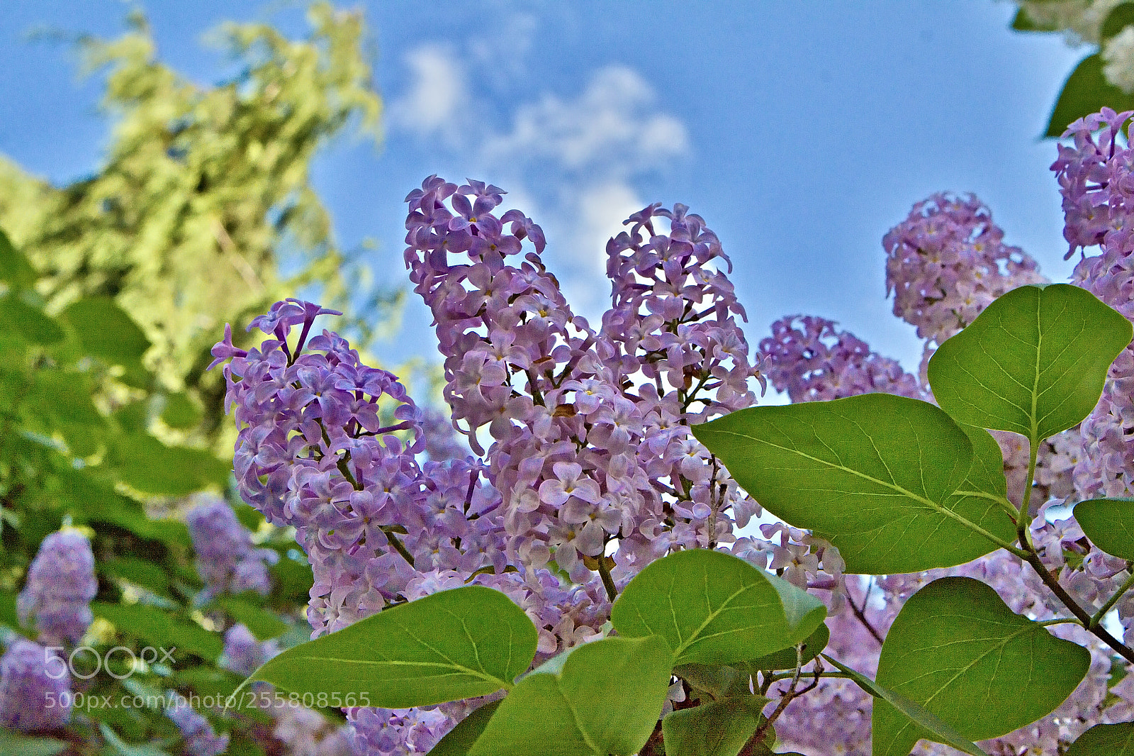 Canon EOS 50D sample photo. Spring flowers_3 photography