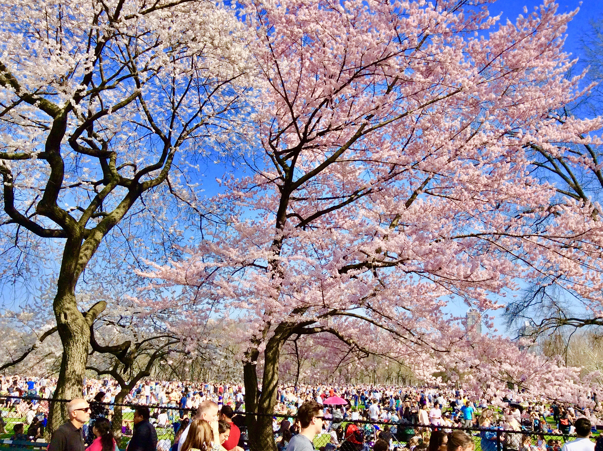 Apple iPad mini 2 sample photo. Spring is here and people enjoy it! photography