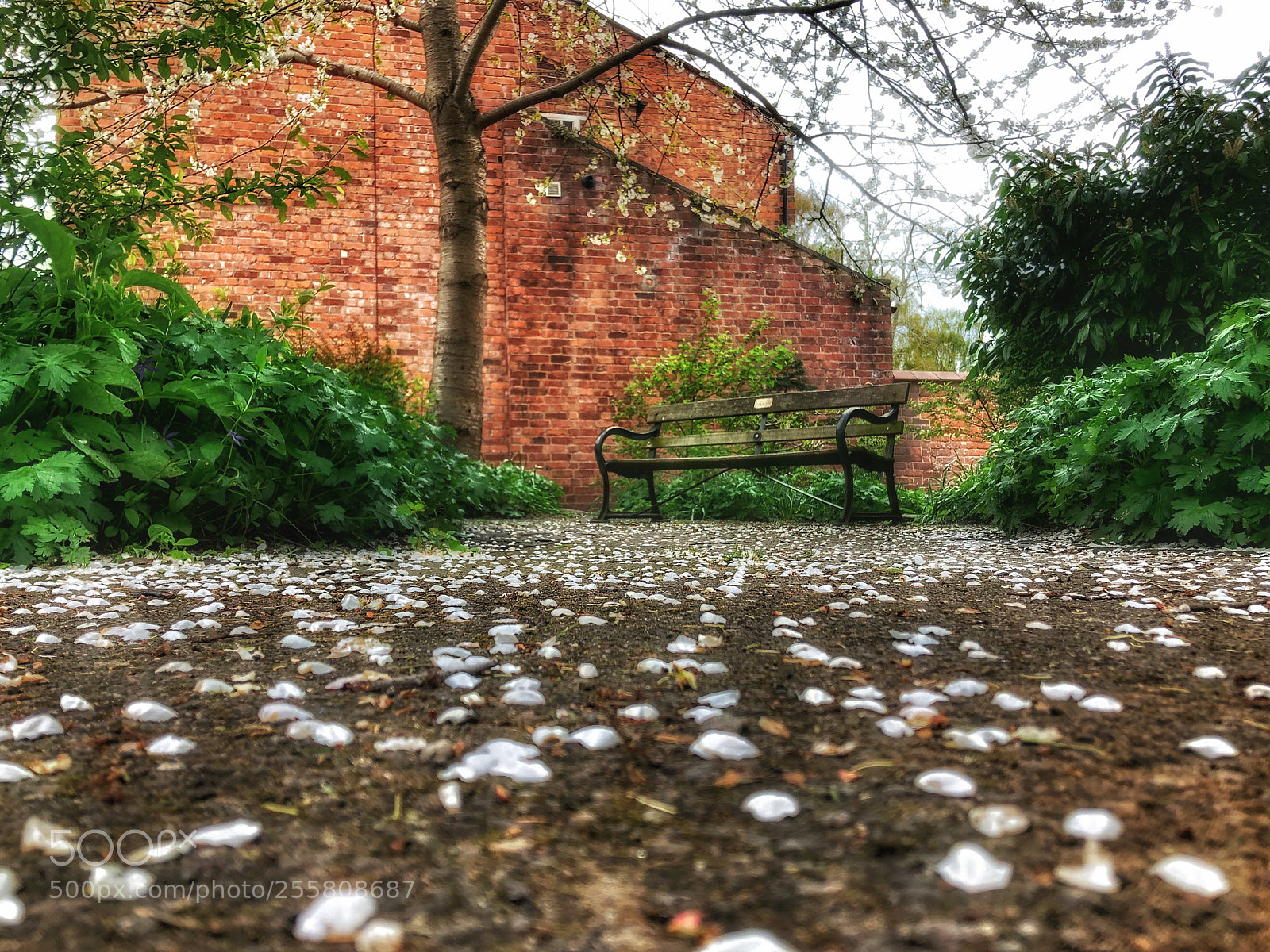 Apple iPhone X sample photo. Park bench  photography