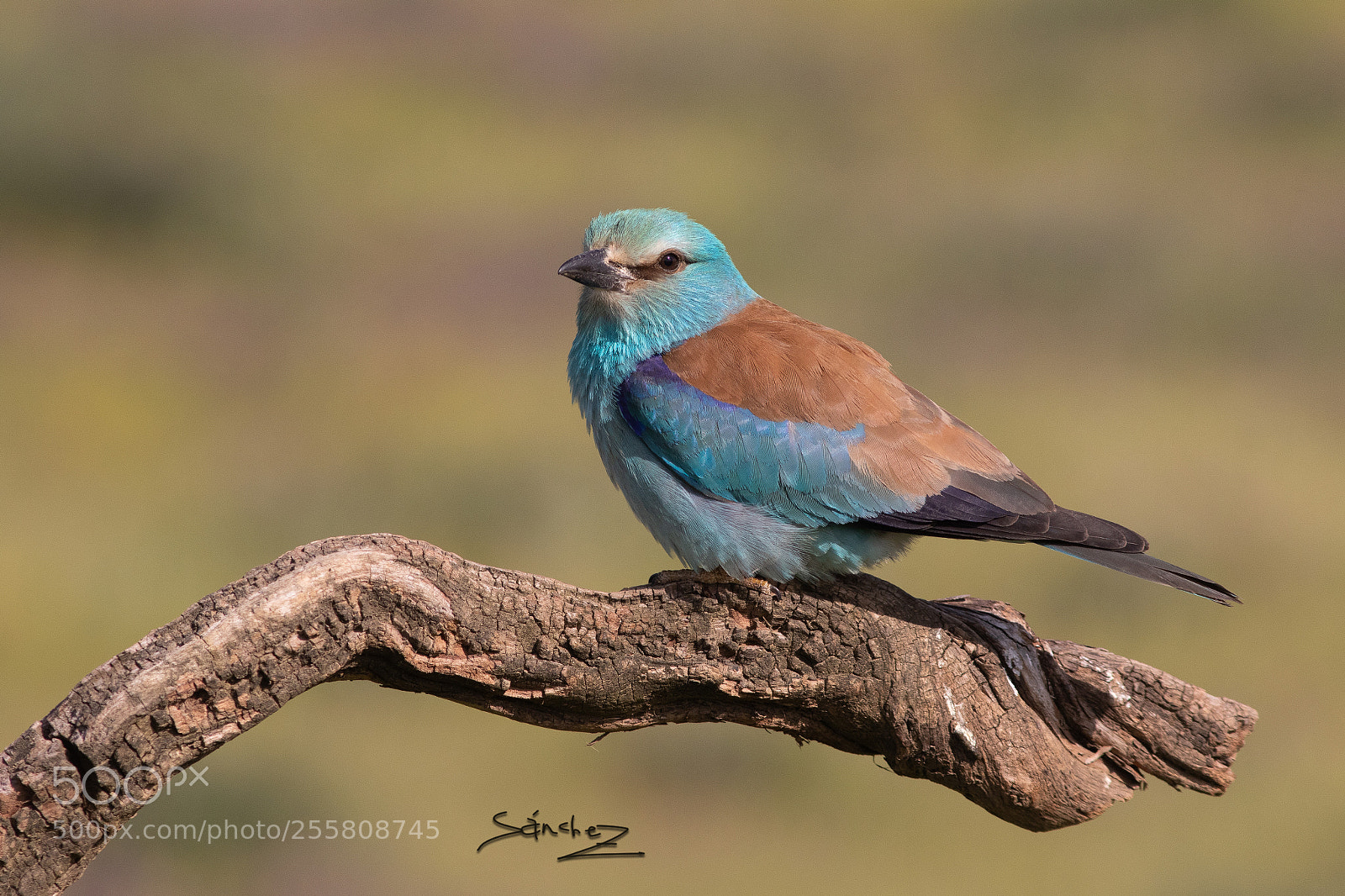 Canon EOS 7D Mark II sample photo. Carraca europea photography