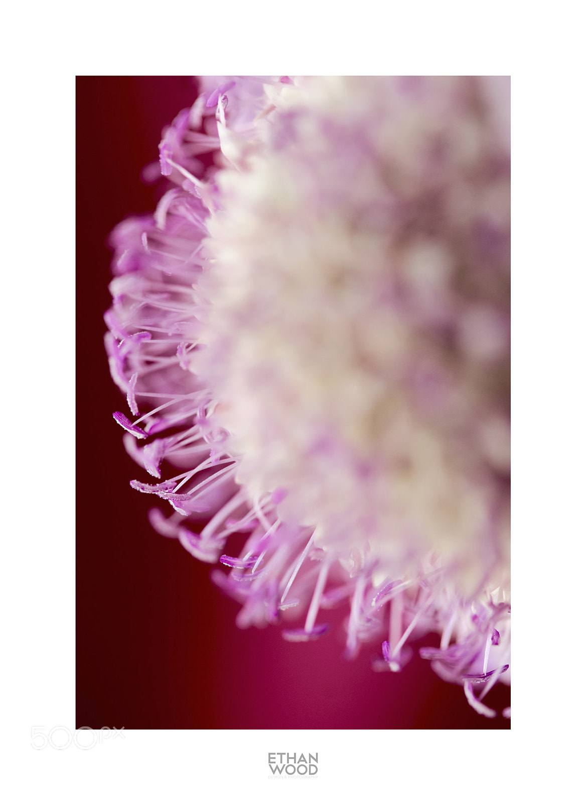 Canon EOS 80D sample photo. Macros photography