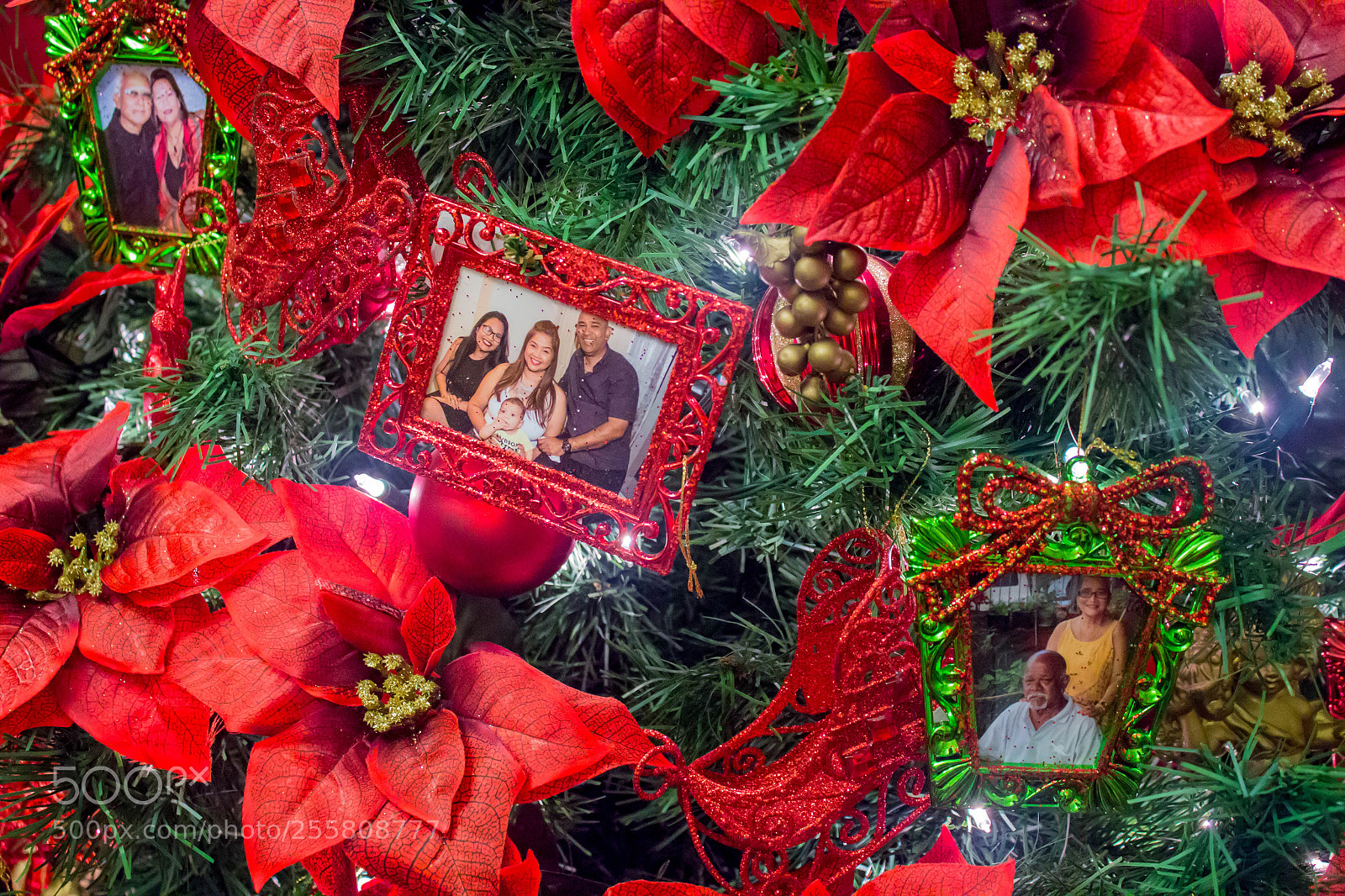 Canon EOS 600D (Rebel EOS T3i / EOS Kiss X5) sample photo. Family tree photography