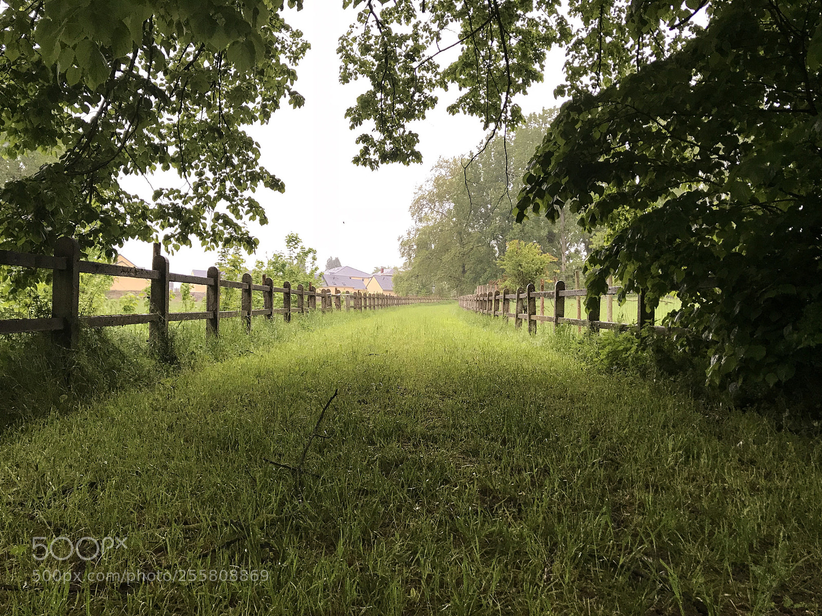 Apple iPhone 7 sample photo. Rainy path.  photography