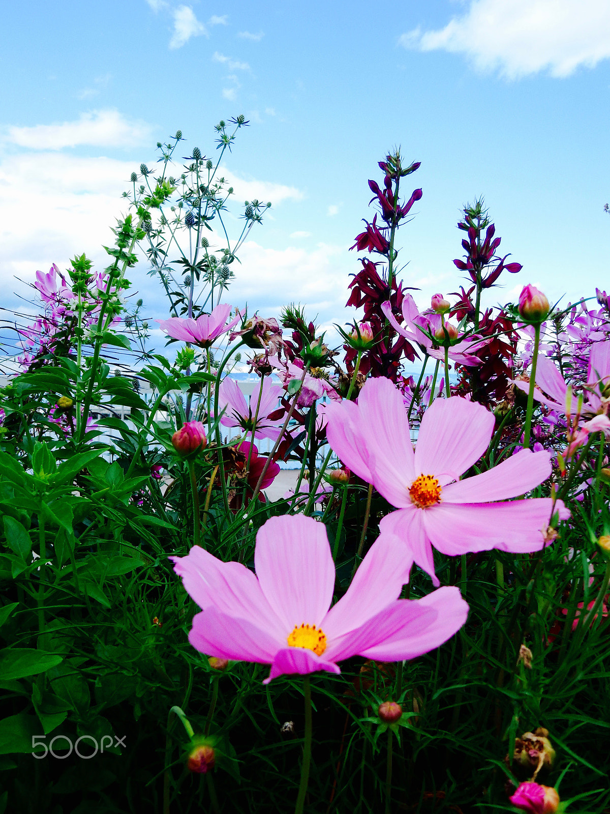 Nikon Coolpix S9700 sample photo. Lausanne switzerland flowers photography