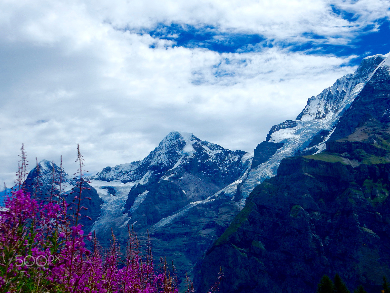 Nikon Coolpix S9700 sample photo. Flowers and the alps photography