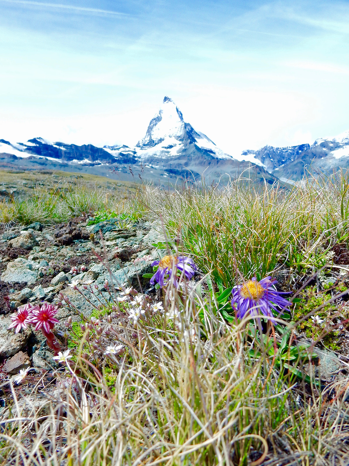 Nikon Coolpix S9700 sample photo. Flowers of the matterhorn photography