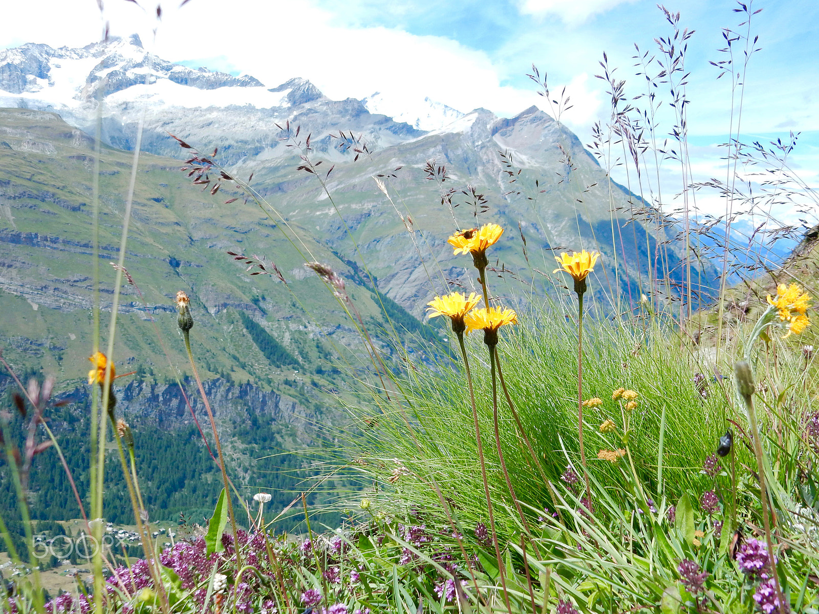 Nikon Coolpix S9700 sample photo. Flowers in the alps photography