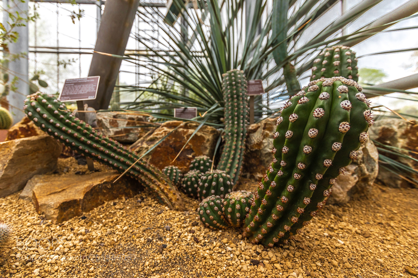 Canon EOS 80D sample photo. Cactus at hortus botanicus photography
