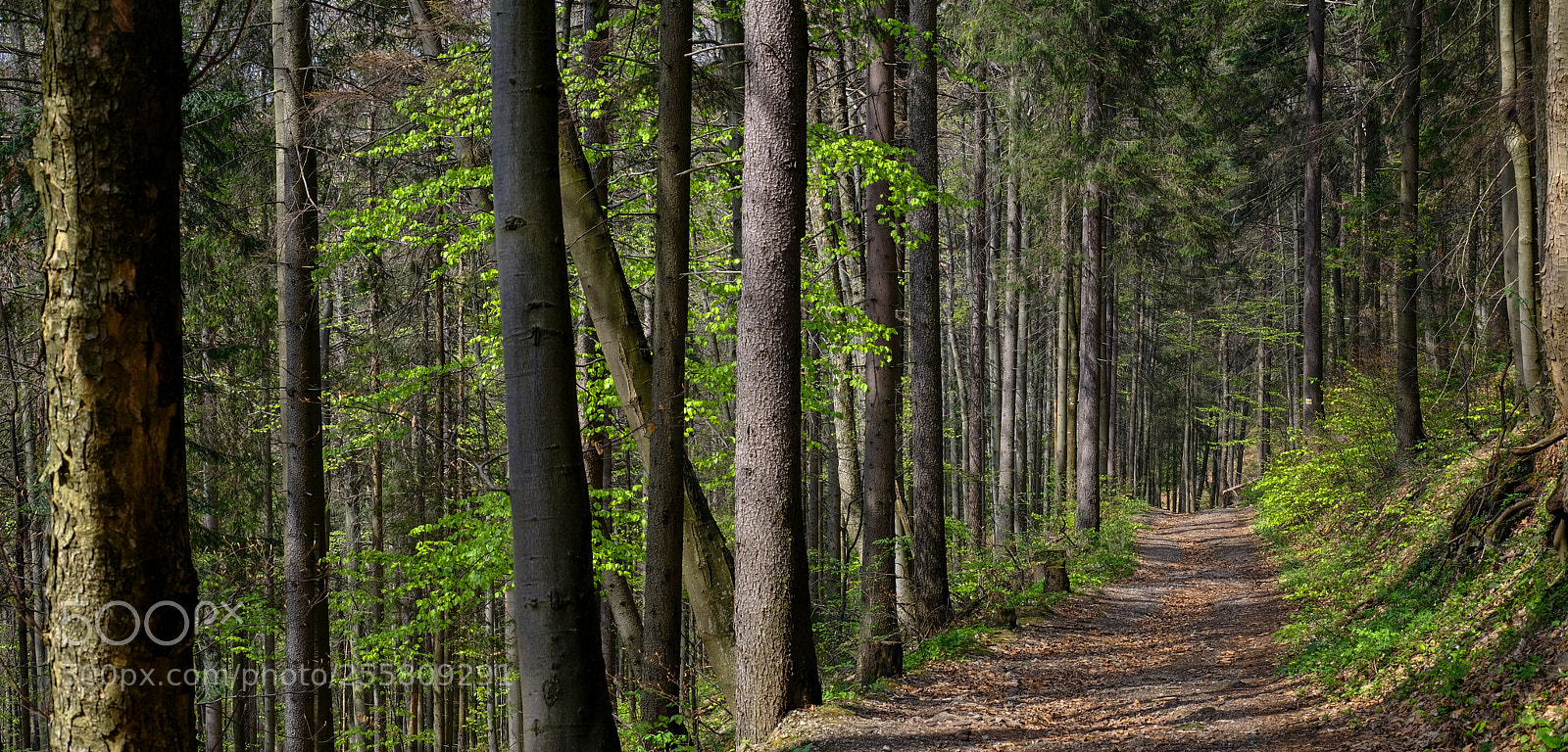 Fujifilm X-T20 sample photo. In the forest photography