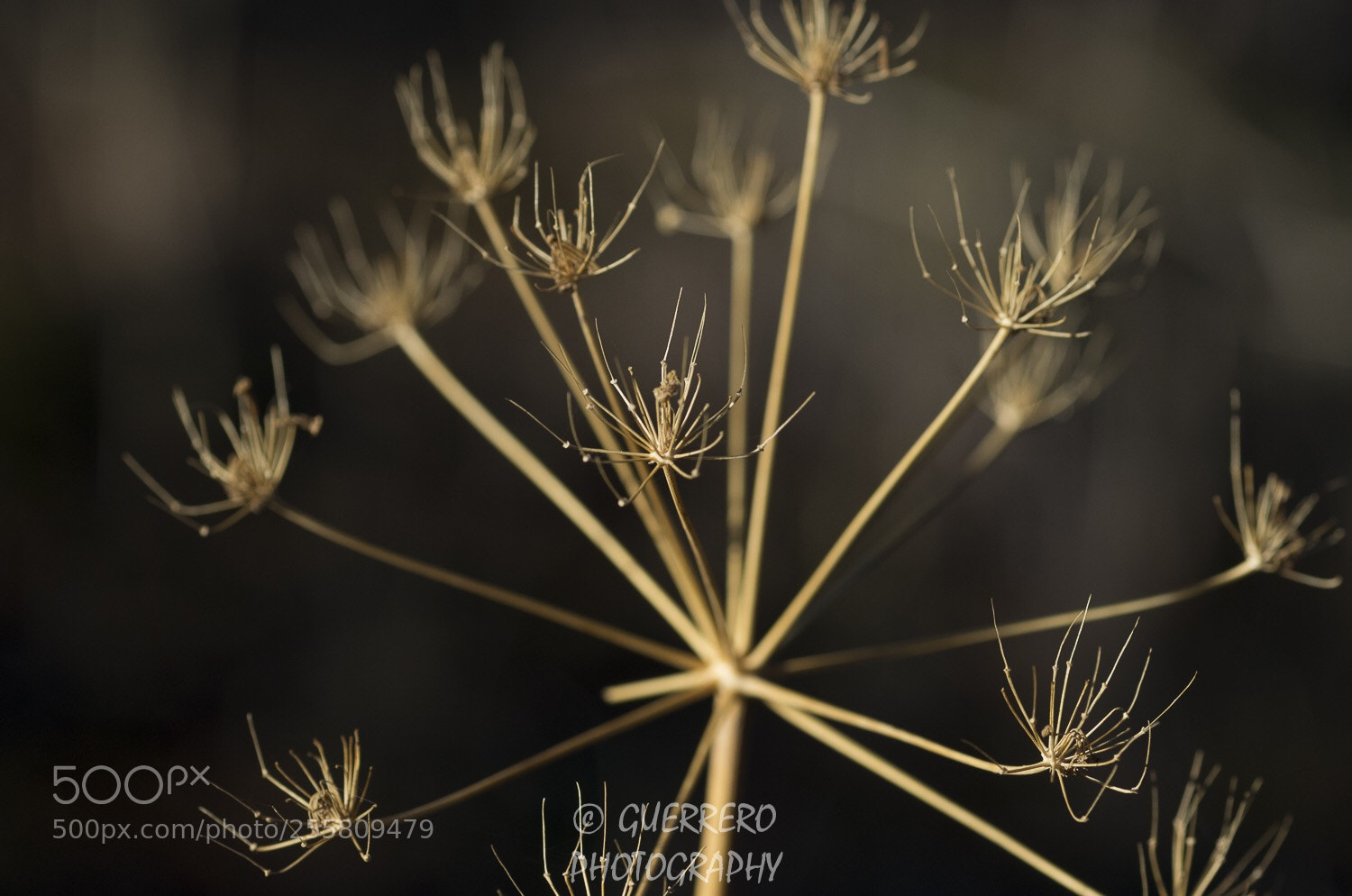 Pentax K-5 sample photo. Naturaleza simple photography