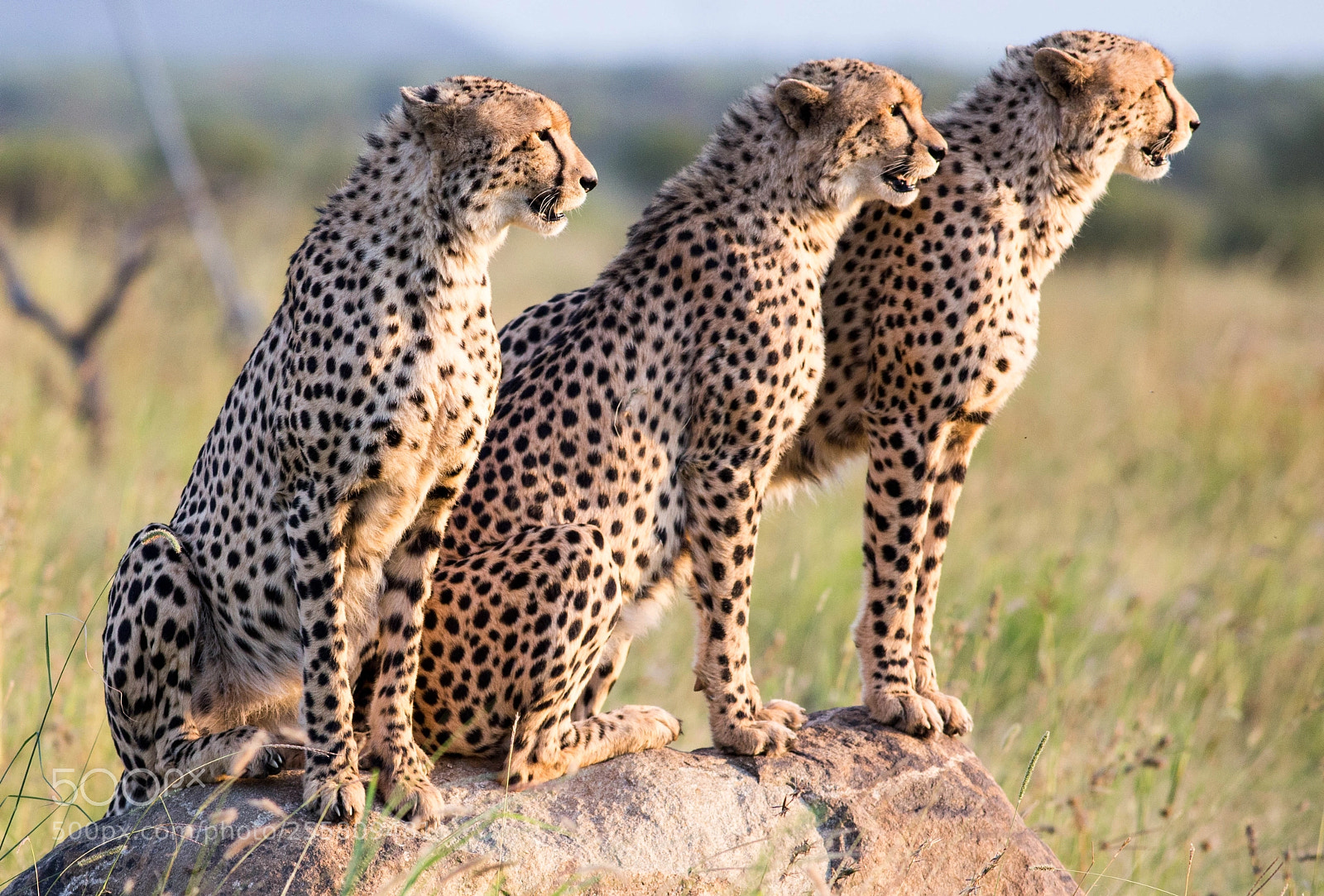 Canon EOS 6D sample photo. Three young male chetahs photography