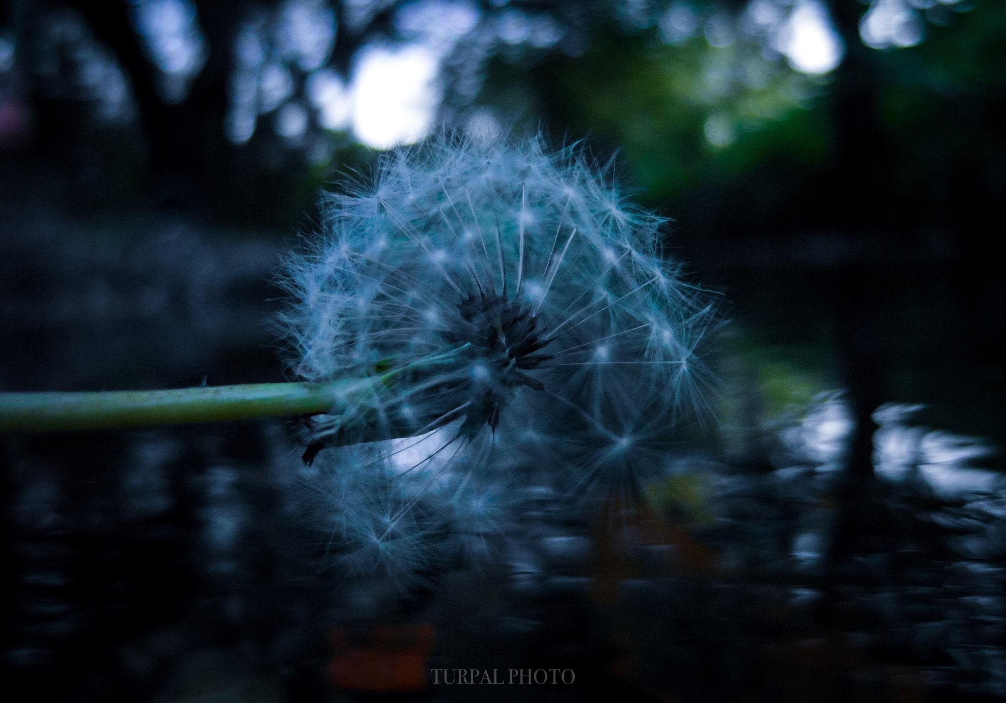 Samsung EX1 sample photo. Dandelion  photography
