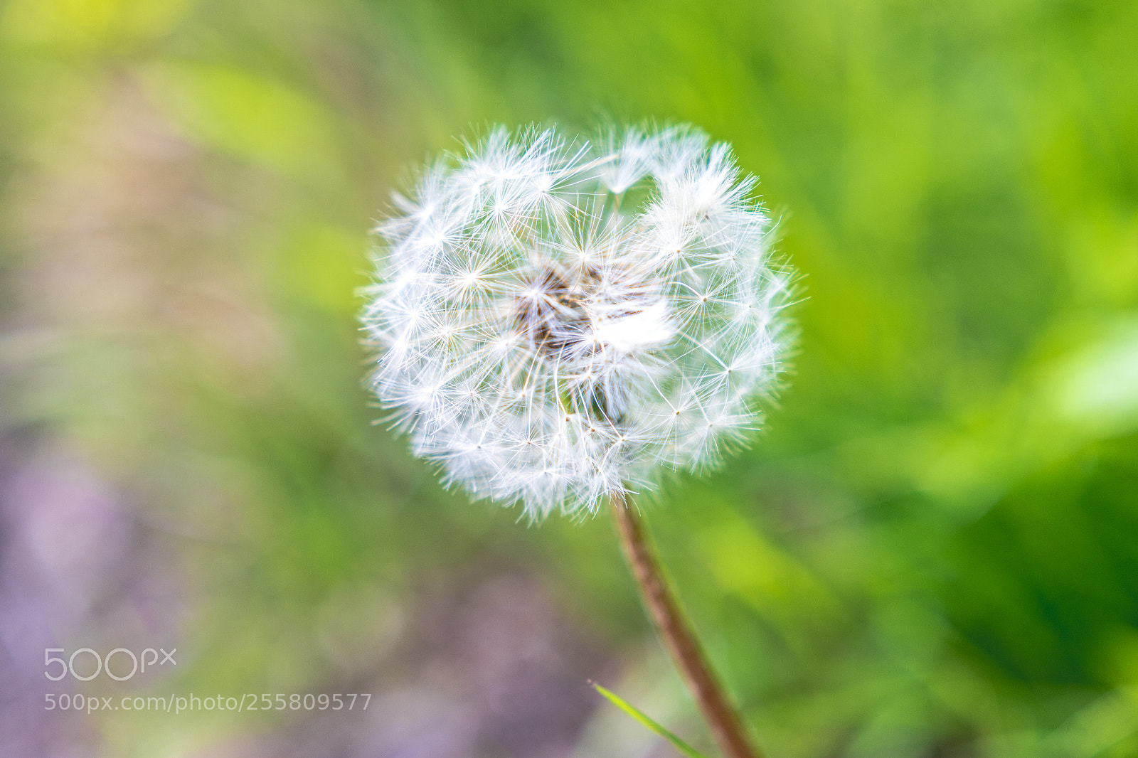 Canon EOS 7D Mark II sample photo. Taraxacum photography