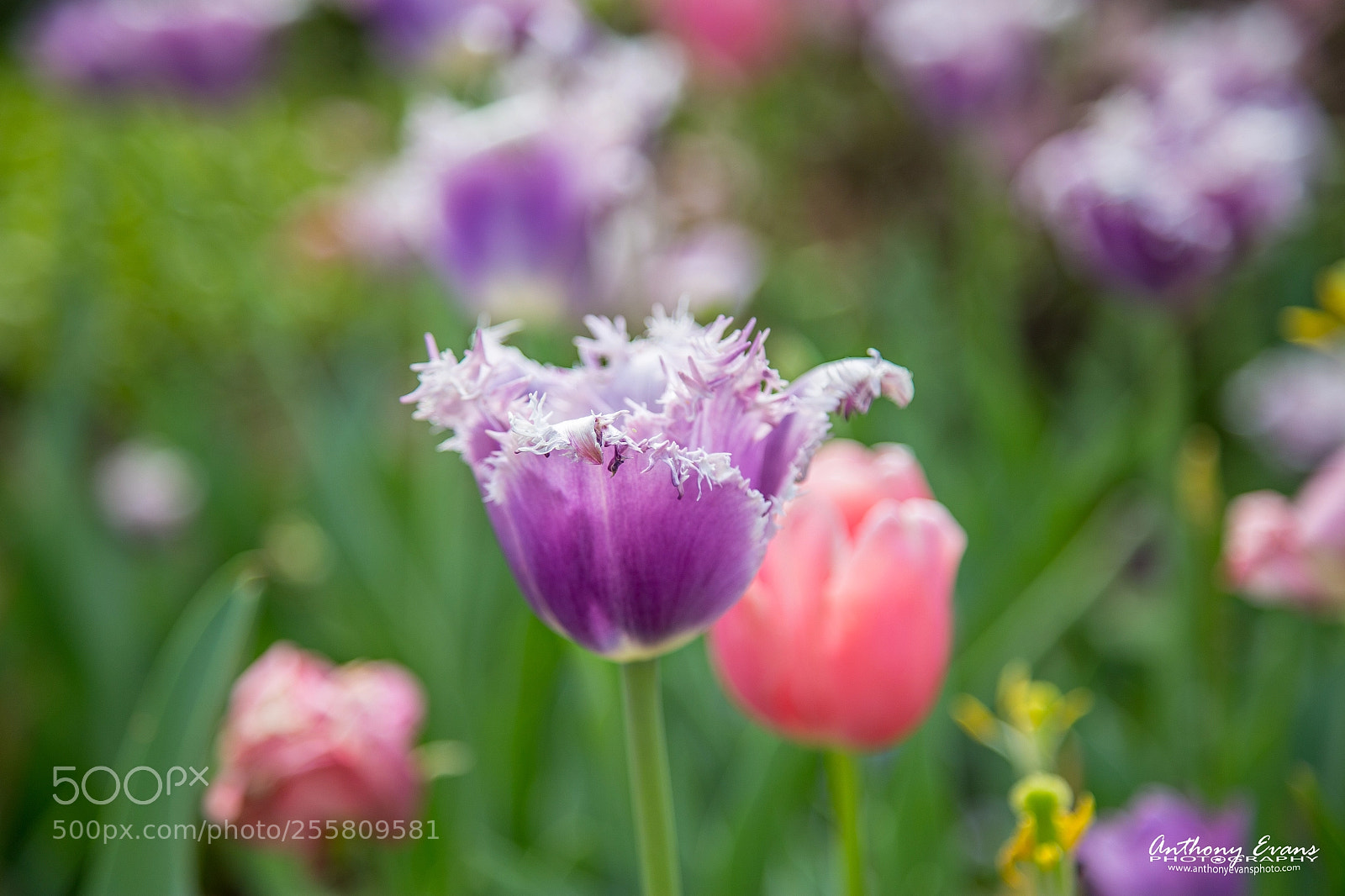 Canon EOS 6D sample photo. Blue heron tulip photography
