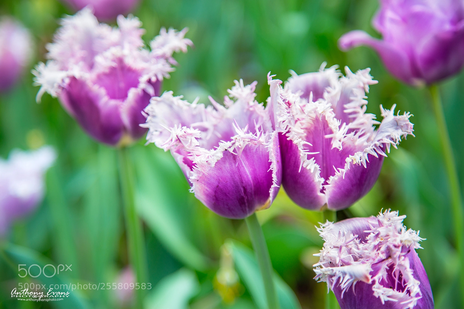 Canon EOS 6D sample photo. Blue heron tulips photography