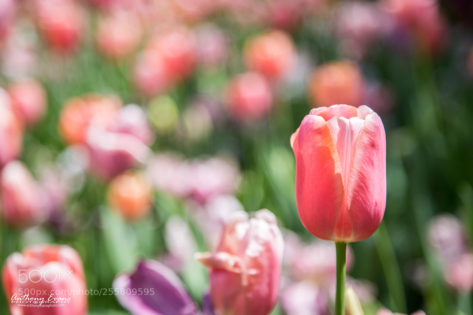 Canon EOS 6D sample photo. Salmon impression tulip photography