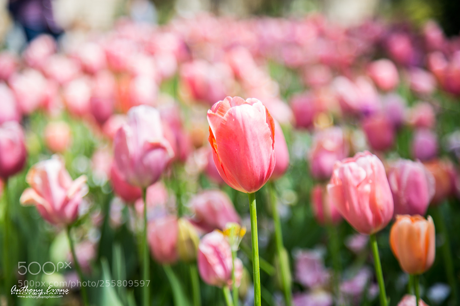 Canon EOS 6D sample photo. Salmon impression tulips photography