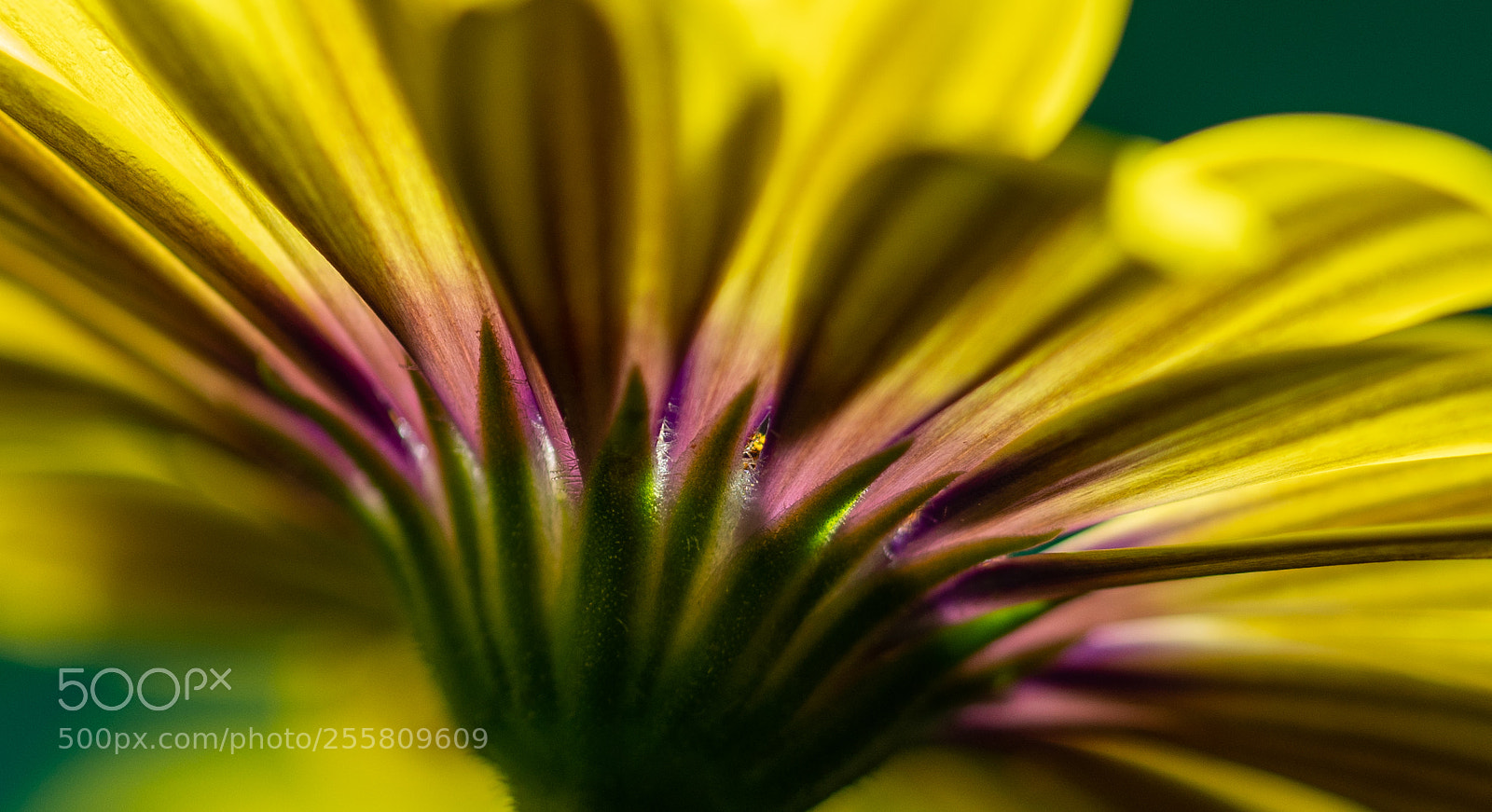 Sony a7R III sample photo. African daisy's bottom photography