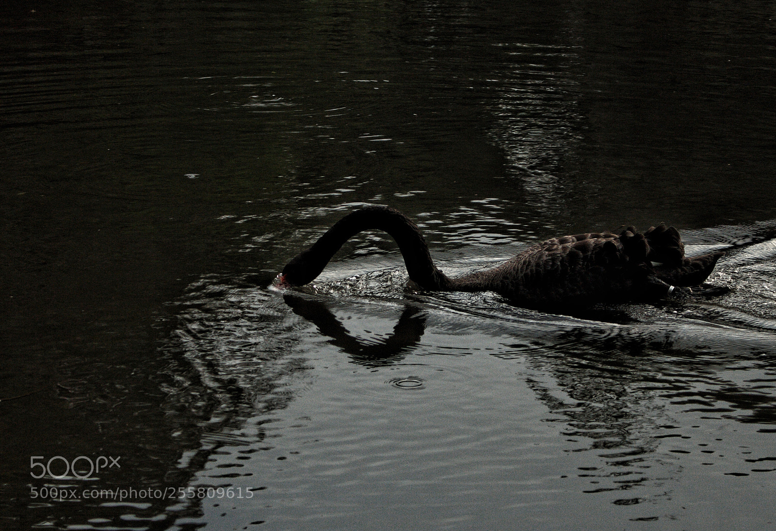 Canon EOS 700D (EOS Rebel T5i / EOS Kiss X7i) sample photo. Untitled photography